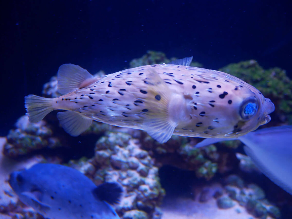 海科館趣味海洋生物特展_六斑二齒魨_131758.JPG