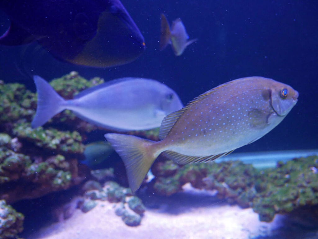 海科館趣味海洋生物特展_褐籃子魚_131748.JPG