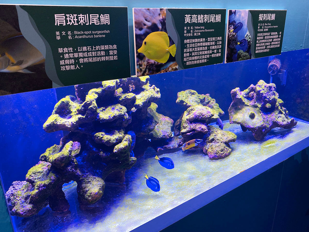 海科館趣味海洋生物特展_擬刺尾鯛_134404.JPG