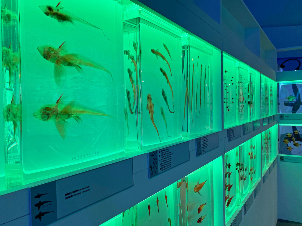 海科館趣味海洋生物特展_透明魚骨_135159.JPG