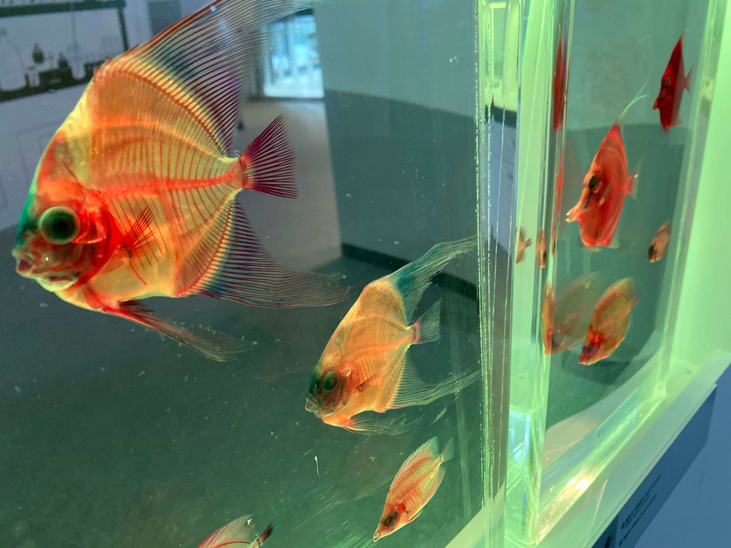 海科館趣味海洋生物特展_透明魚骨_140328.JPG