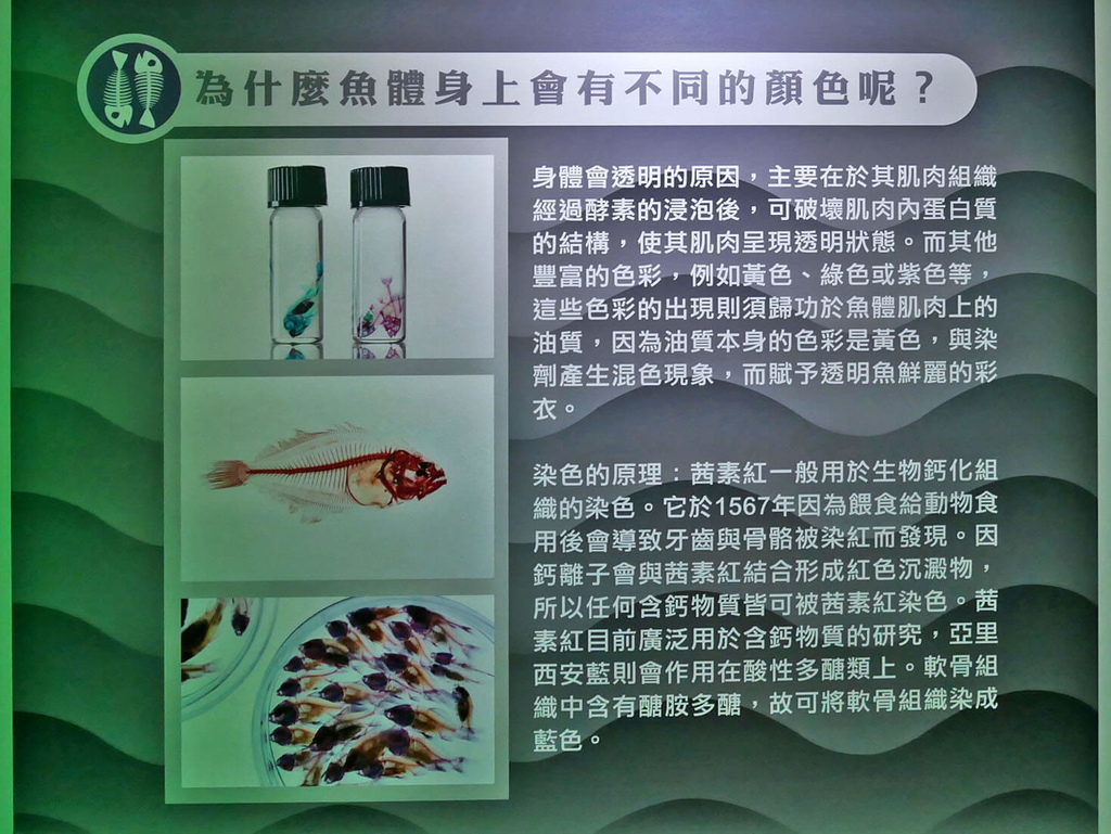 海科館趣味海洋生物特展_透明魚骨研究室_135604.JPG