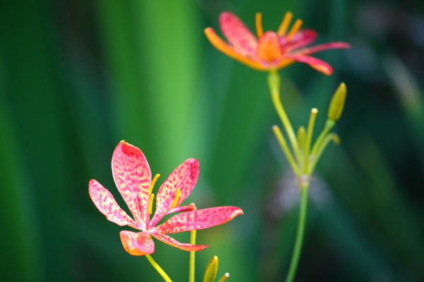 不知名的花