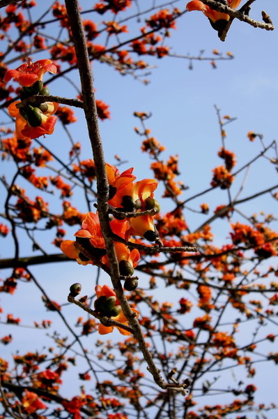 木棉花