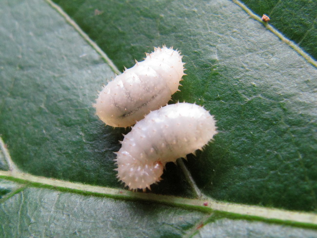 T2gjxpXe8bXXXXXXXX_!!53296950 T2gjxpXe8bXXXXXXXX_!!53296950