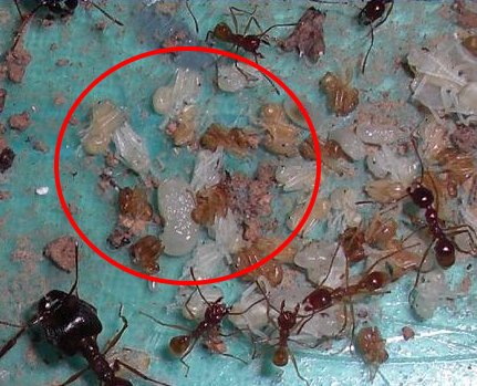 T2nBhAXiXXXXXXXXXX_!!57102227 T2nBhAXiXXXXXXXXXX_!!57102227