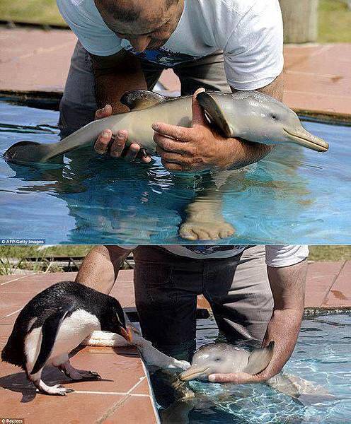 海豚寶寶