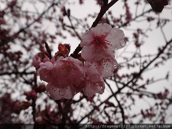 DSC02443 DSC02443