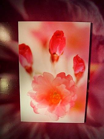 P5017504 P5017504