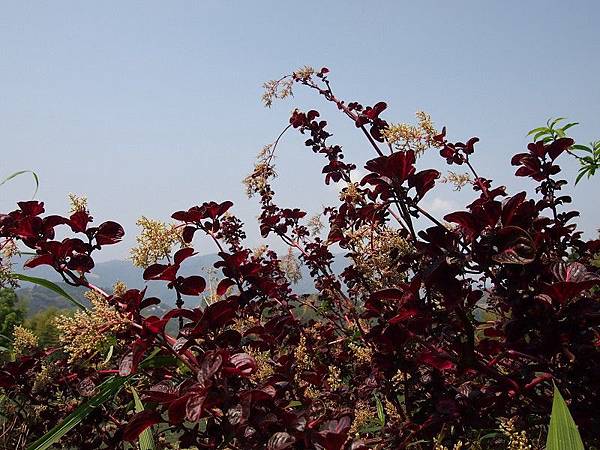 P3159720 P3159720
