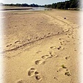 沙丘上，腳印。