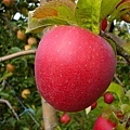 第一次採的Gala Apple~蘋果日記(壹)