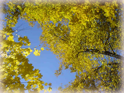 抬頭一看，滿滿金黃樹葉 ，襯著藍天!!~「啊!ㄚ!!真美!!」