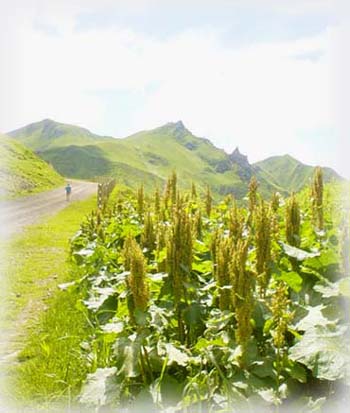 美麗青青草原、山脊自然步道 ... 