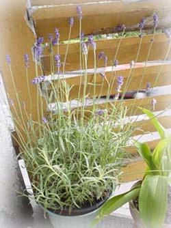 一起種的薰衣草