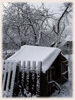 懷念雪...