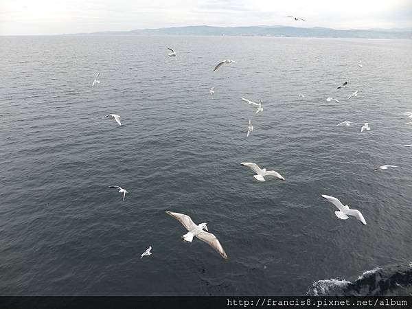 沿途海鷗伴行(博斯普魯斯海峽)