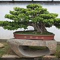 很難相信巨大的榕樹也能種植成精巧的盆栽(南國風情,據說是鎮園之寶,價值600萬RMB)