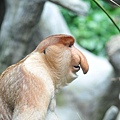 新加坡動物園