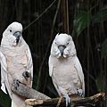 新加坡動物園