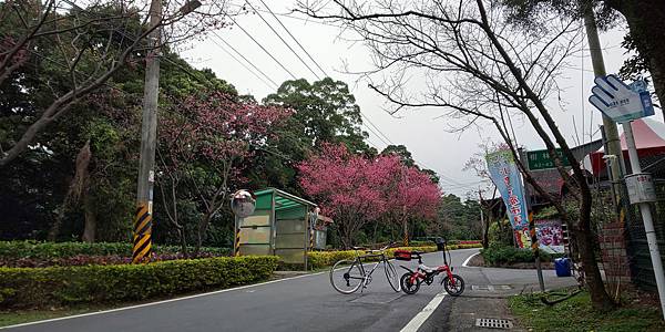 2020櫻花淡水滬尾大道-008.JPG