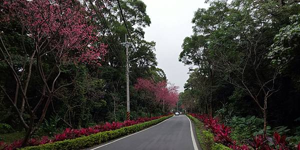 2020櫻花淡水滬尾大道-016.JPG