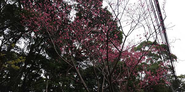 2020櫻花淡水滬尾大道-019.JPG