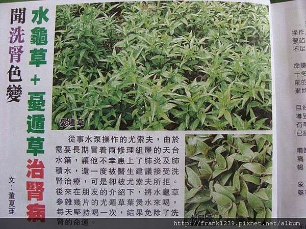 水龜草和憂遁草vs 最後十天的腎炎 網路蒐集 尼基羅草憂遁草養生半畝園 痞客邦