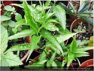水龜草和憂遁草vs 最後十天的腎炎 網路蒐集 尼基羅草憂遁草養生半畝園 痞客邦