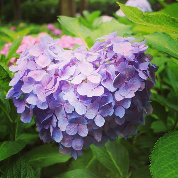 初夏梅雨限定 享受被萬本紫陽花包圍 浪遊筆記 痞客邦