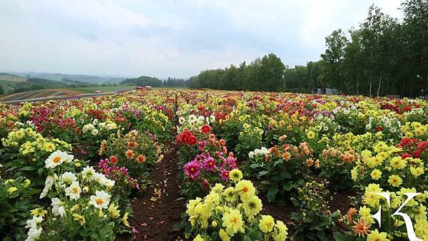 2016北海道富良野花田_小樽祭典_31.jpg