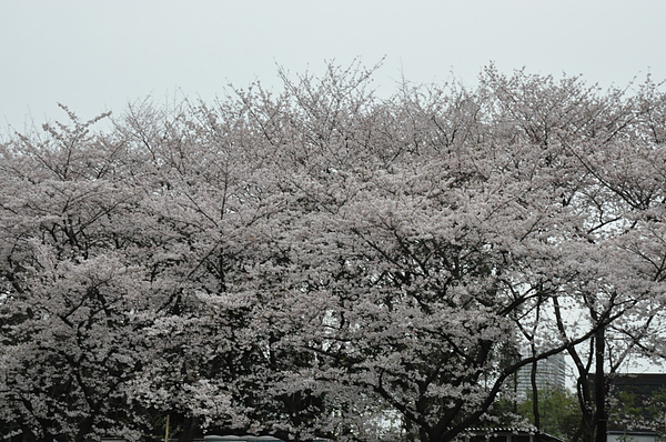 DSC_0282.JPG