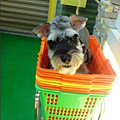 牛奶
