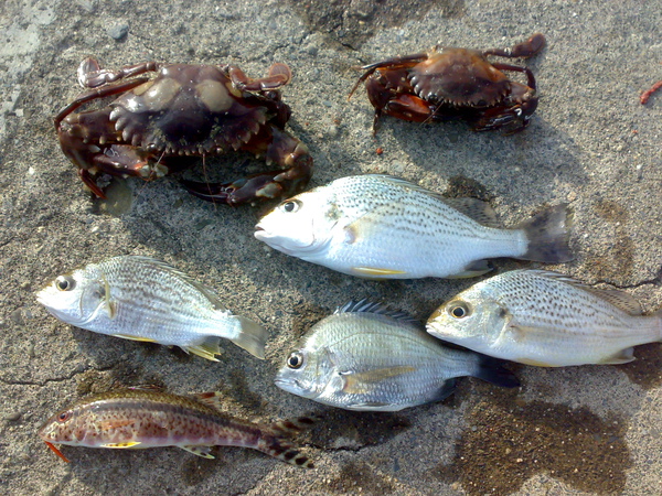 20100101785.jpg