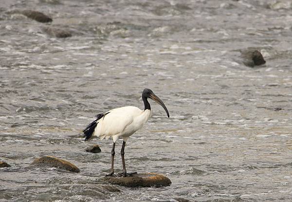 IMG_4286.JPG IMG_4286.JPG