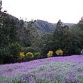 鼠尾草花海