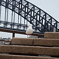 Harbour Bridge 港灣大橋 04