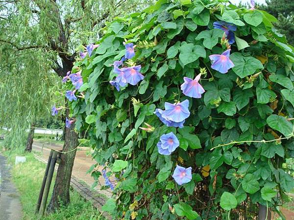 牽牛花