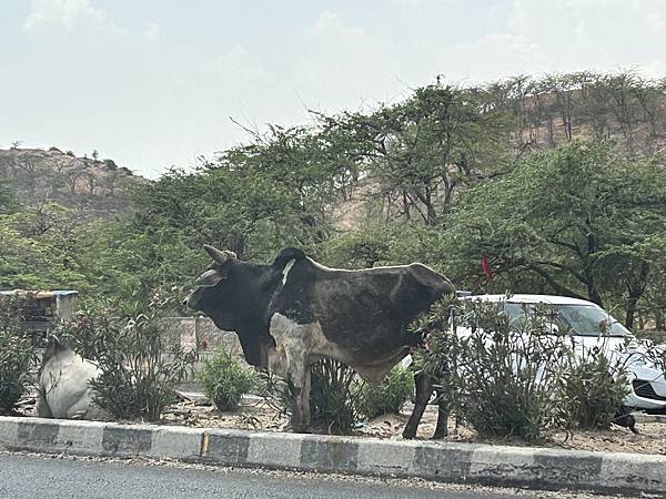 《印度》齋浦爾-粉紅之城-金三角之旅-自助遊 3 《印度》齋浦爾-粉紅之城-金三角之旅-自助遊 3