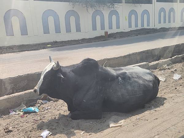 《印度》齋浦爾-粉紅之城-金三角之旅-自助遊 3 《印度》齋浦爾-粉紅之城-金三角之旅-自助遊 3