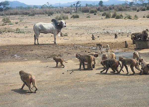 《印度》齋浦爾-粉紅之城-金三角之旅-自助遊 3 《印度》齋浦爾-粉紅之城-金三角之旅-自助遊 3