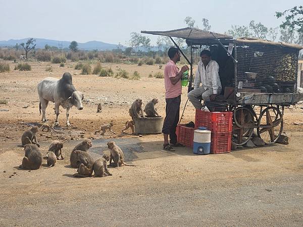 《印度》齋浦爾-粉紅之城-金三角之旅-自助遊 3 《印度》齋浦爾-粉紅之城-金三角之旅-自助遊 3