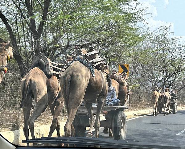 《印度4》北印-從德里Delhi包車到齋浦爾Jaipur-粉 《印度4》北印-從德里Delhi包車到齋浦爾Jaipur-粉