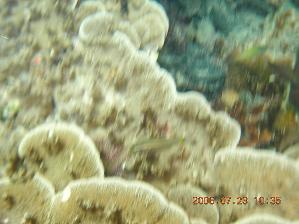 珊瑚3