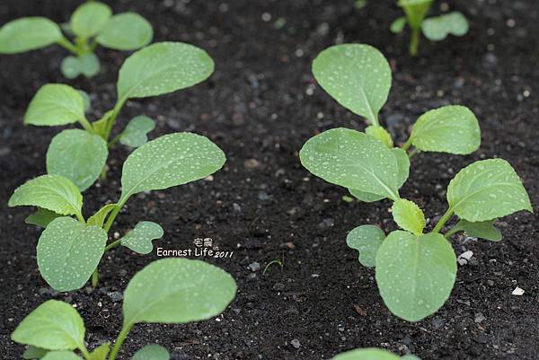 11花園紀錄 小松菜苗1104 宅農的相簿 痞客邦