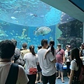 水族館..2019-7-23