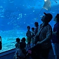 水族館..2019-7-23