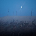 朦朧的月色下，牧人把馴鹿趕到用油布臨時搭起的圍欄裏，以便將懷孕的母鹿與其他馴鹿分隔開來。