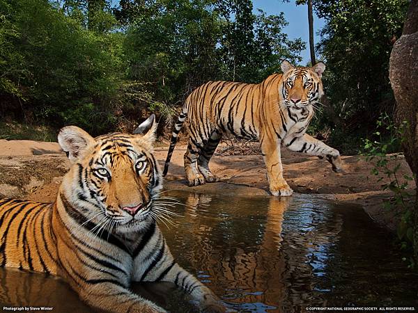 印度班德哈瓦國家公園，兩隻老虎因觸發自動相機陷阱被永遠定格在鏡頭中。處在背景的老虎名叫“Smasher”（意為打擊者），這個名字是攝影師史蒂夫•文特爾為它起的。兩隻老虎據說都曾傷人性命，“Smasher”現在處於圈養狀態。