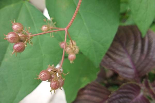 芫荽 香菜 結種子 取種